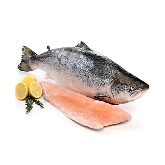 ماهی سالمون