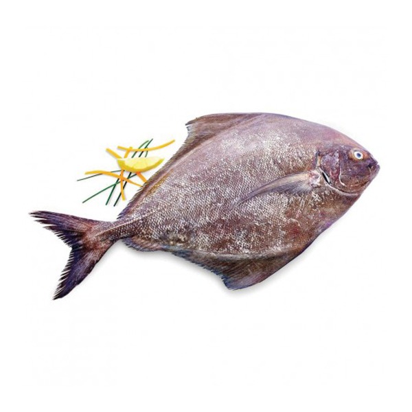 ماهی حلوا سیاه