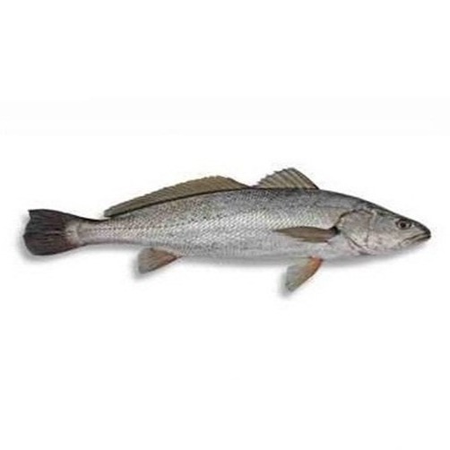 ماهی شوریده