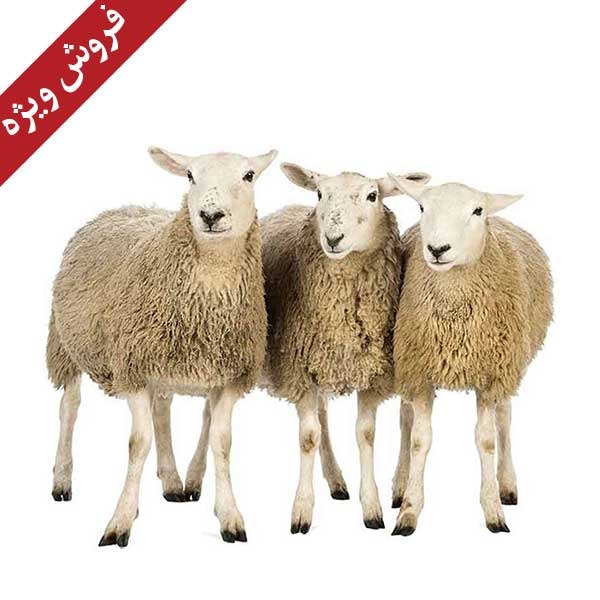 گوسفند زنده