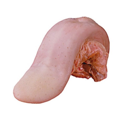 زبان گوساله