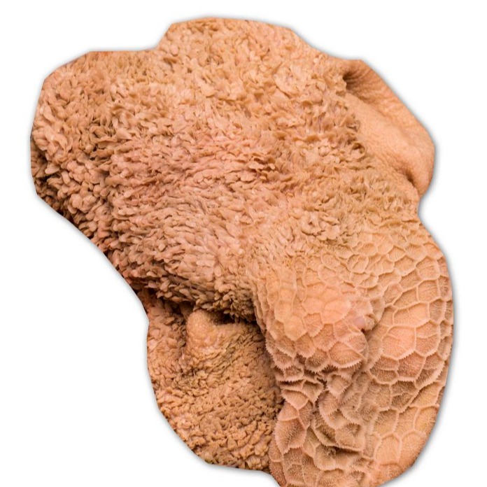 سیرابی گوسفندی